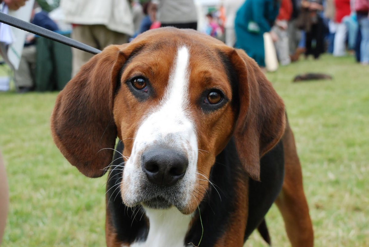 Американский фоксхаунд (американская Лисья гончая)