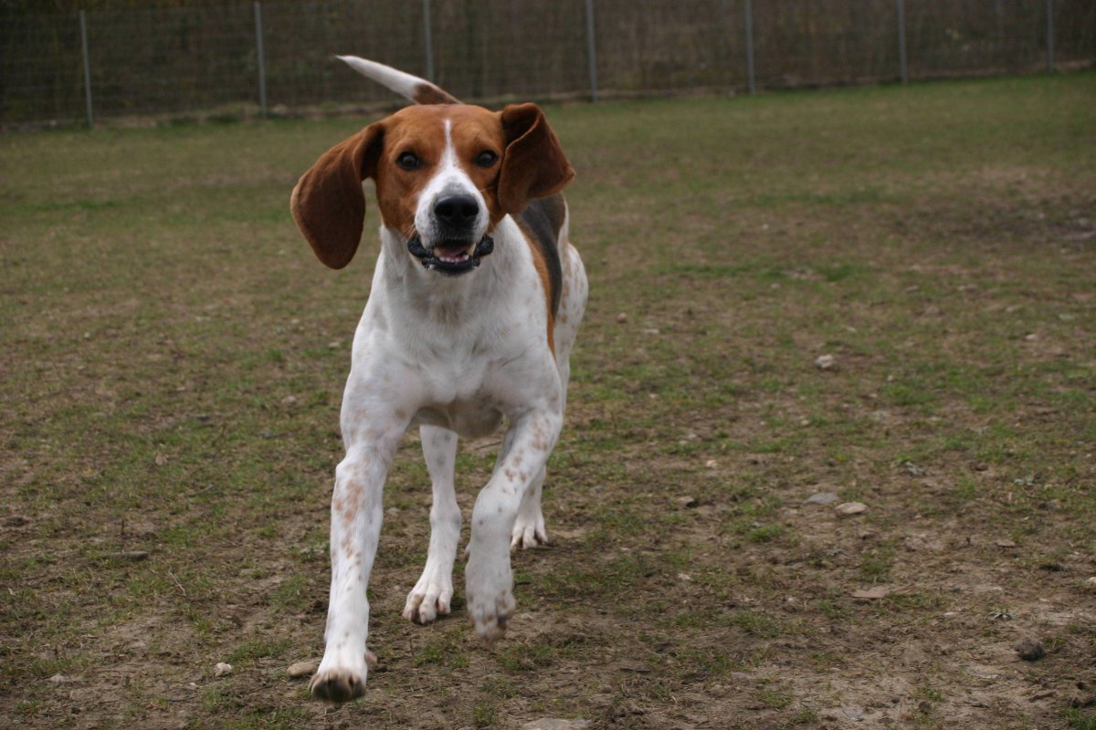 Порода Бигль харьер