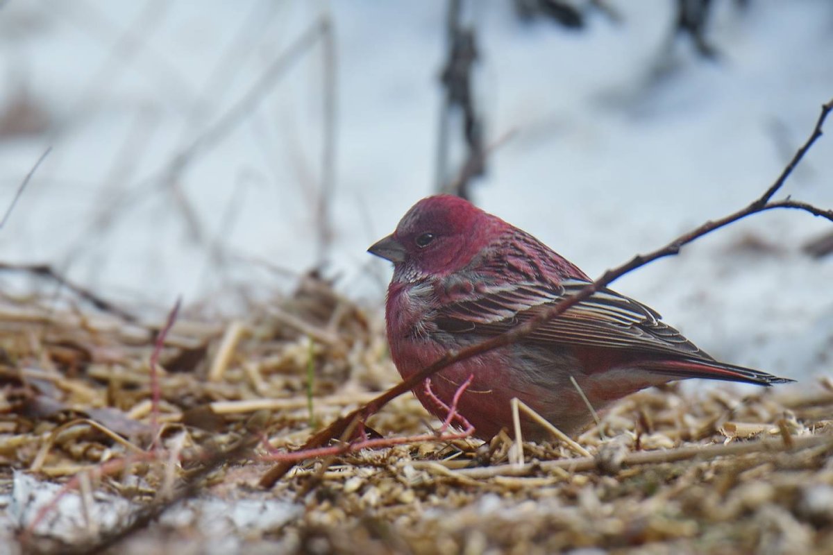 Сибирская чечевица
