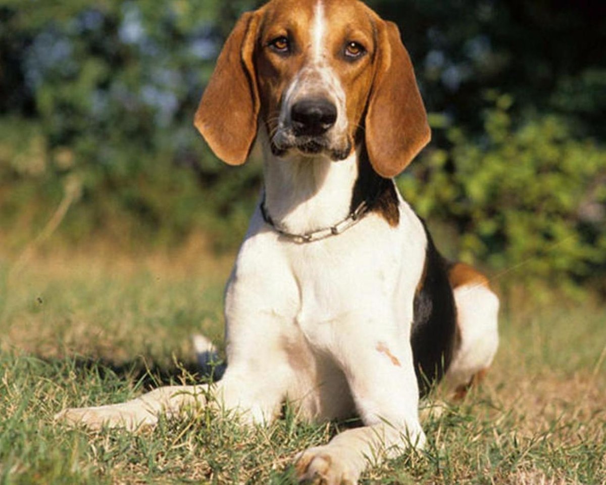 Пуатвинская гончая