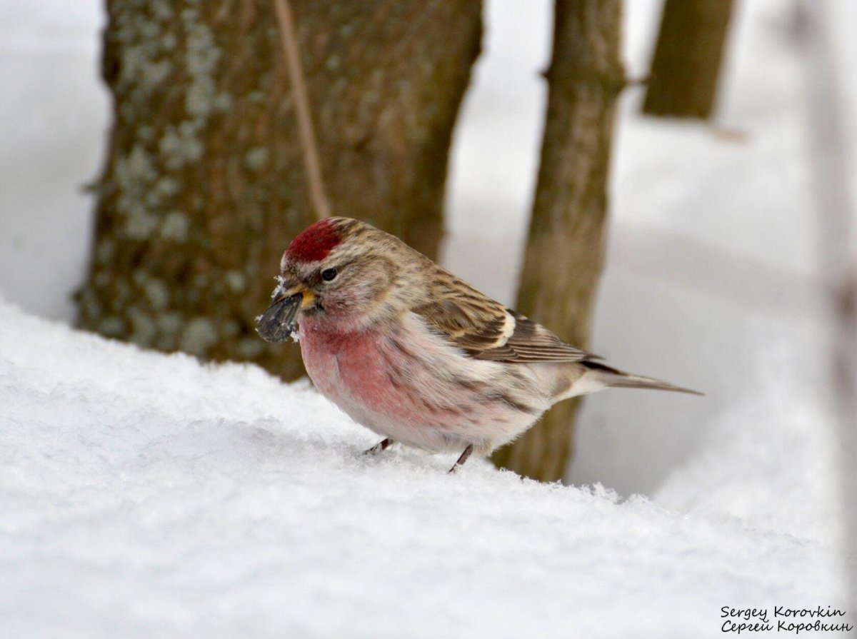 Обыкновенный Щур