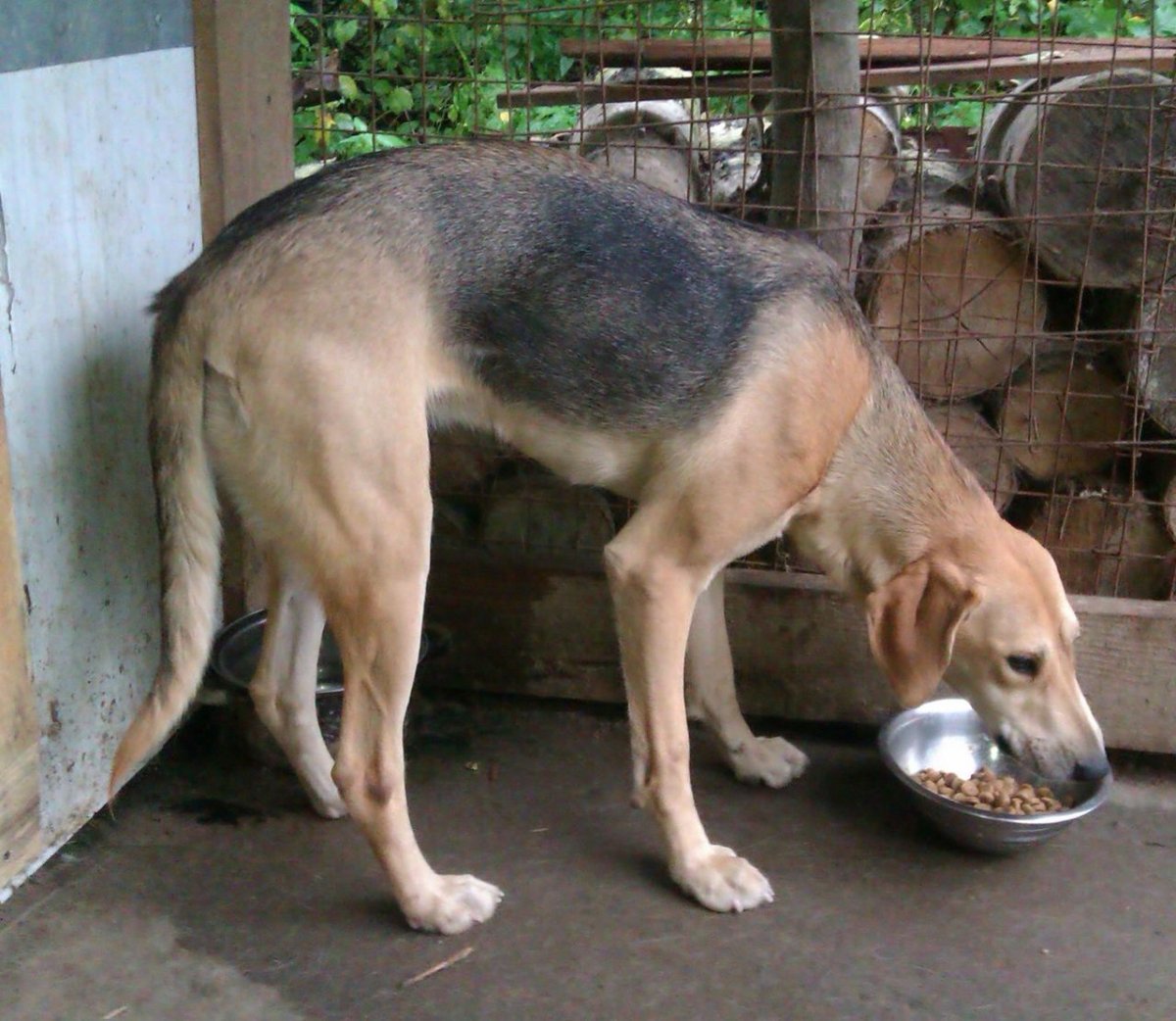 Боснийская гончая Барак щенок