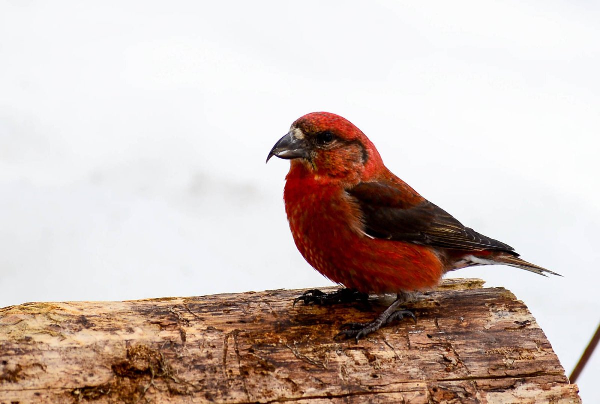Азиатский Клест