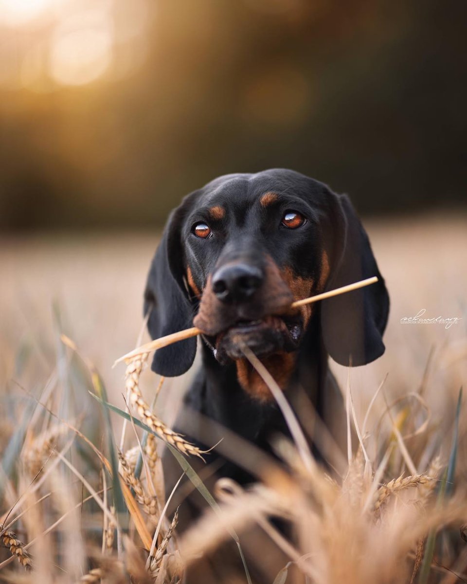 Черногорская Горная гончая