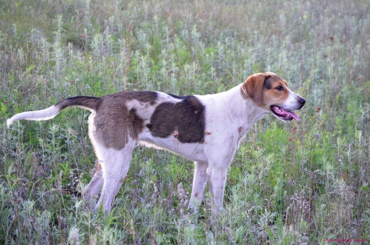 Пойнтер гончая