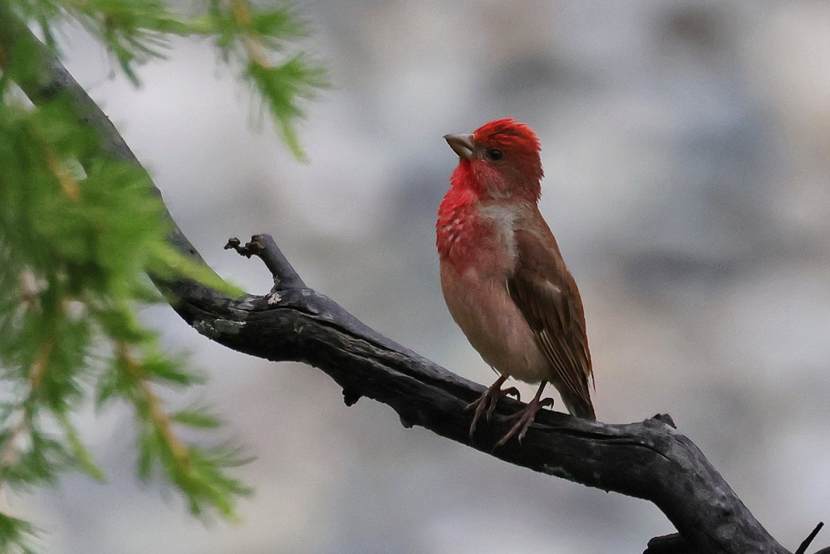Орлик птица