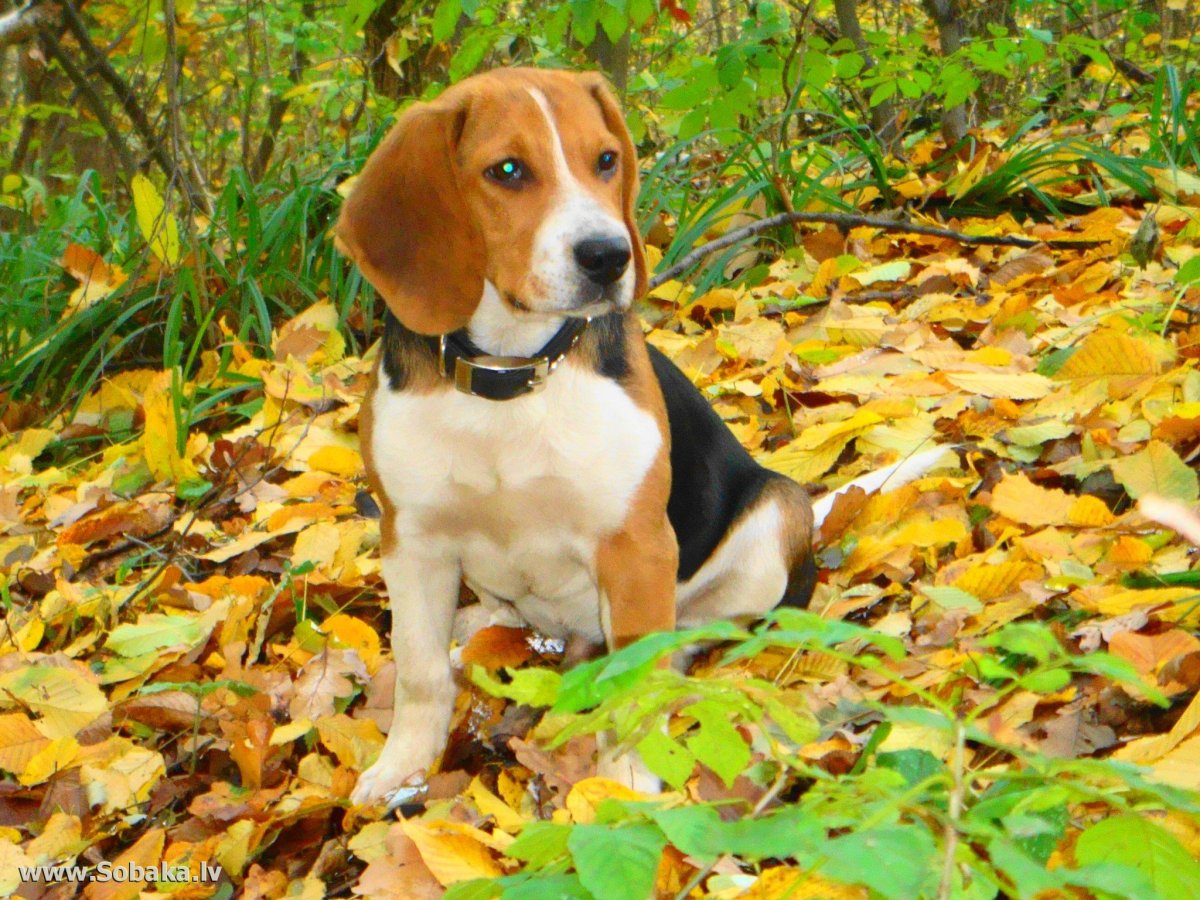 Порода Бигль