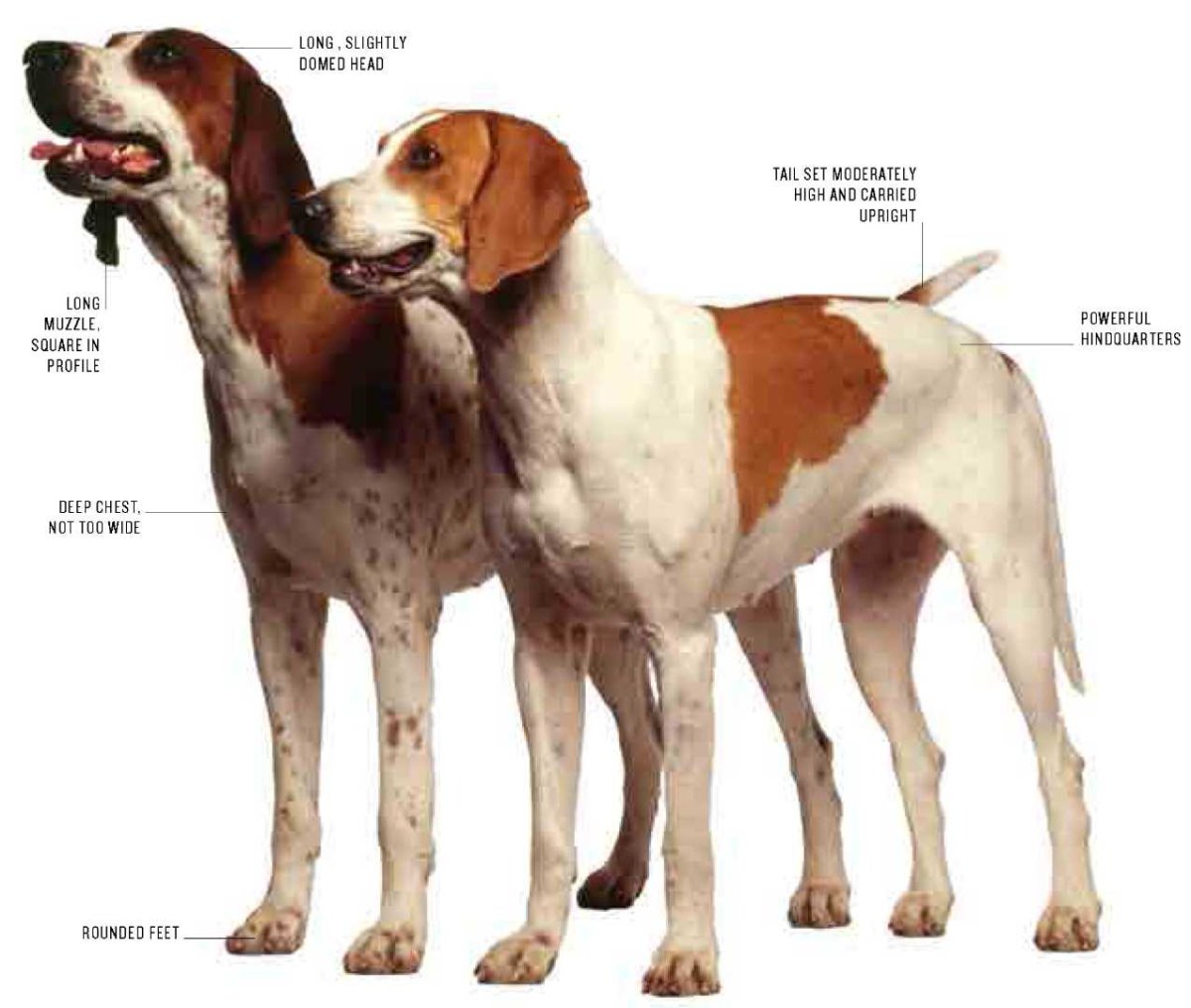 Гончая порода Арлекин