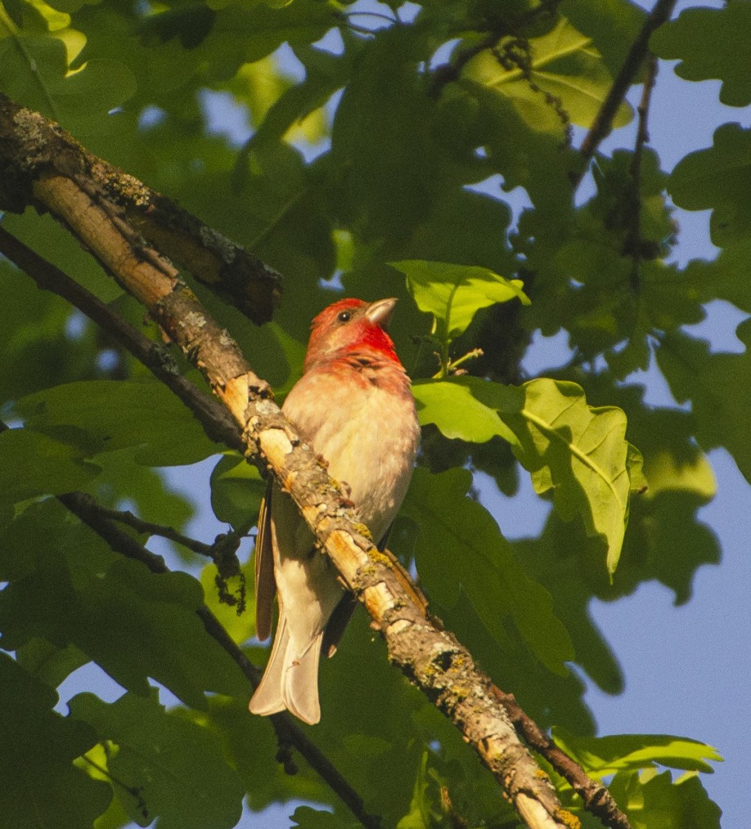 Птица с красной шеей