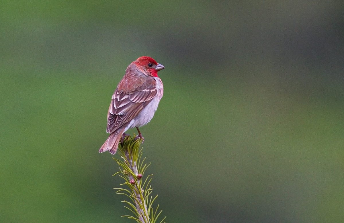 Carpodacus davidianus