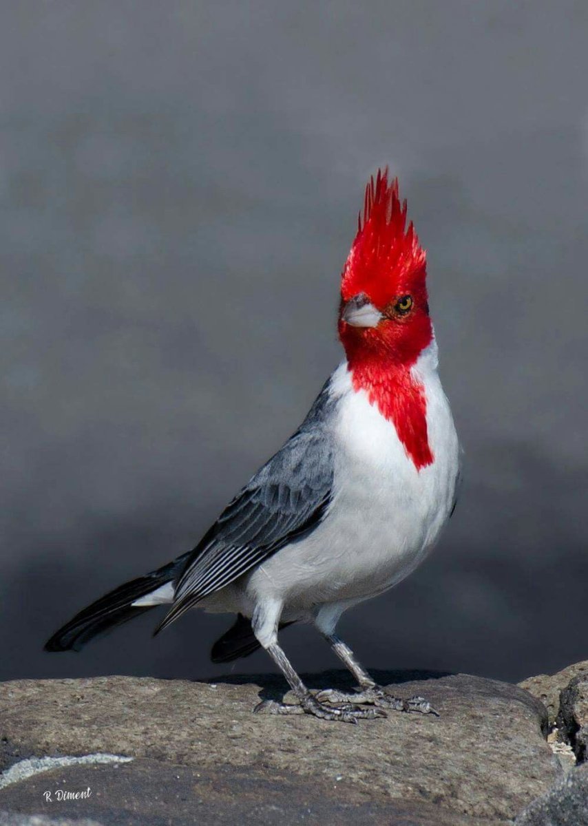 Птица Red Crested Cardinal