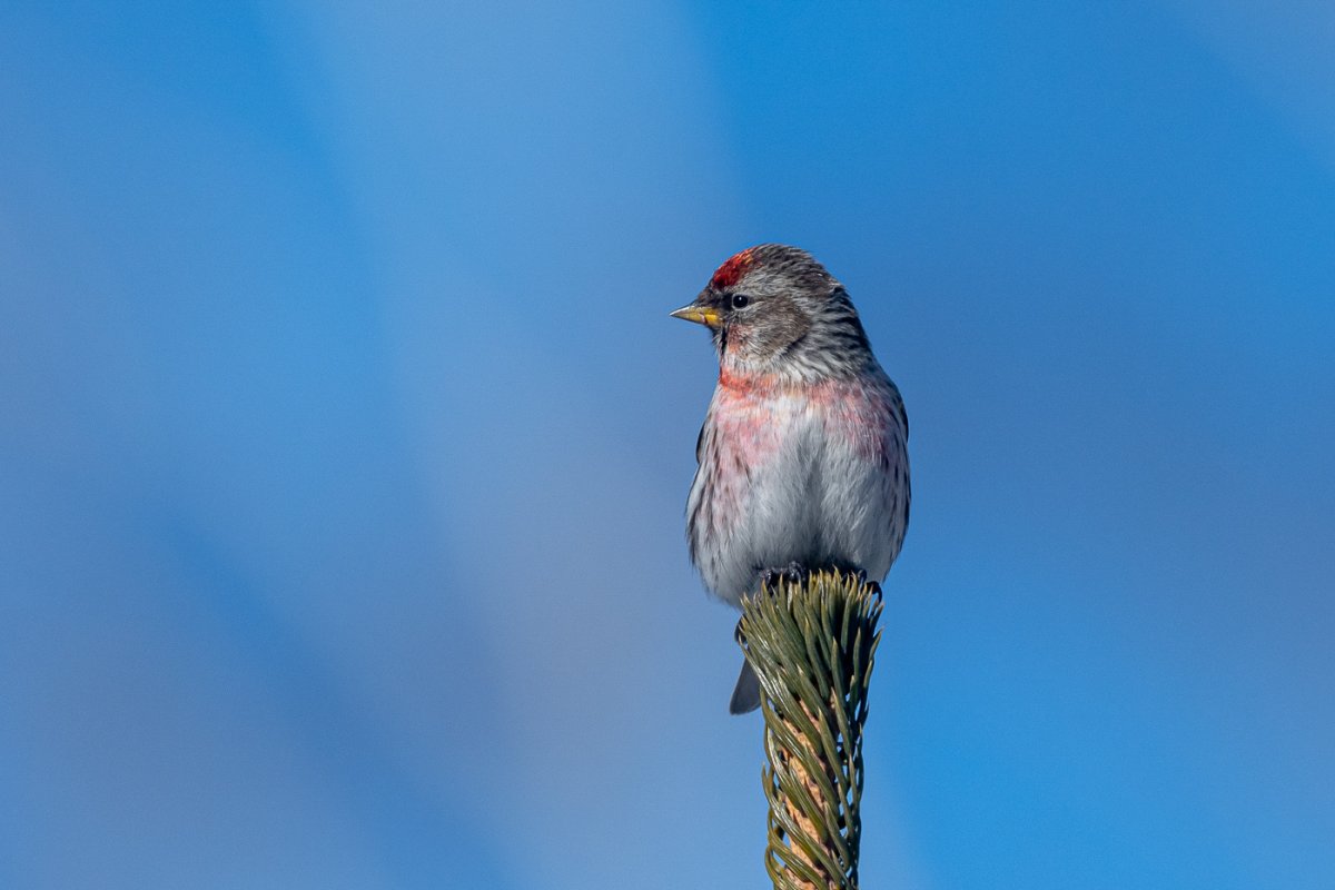 Птица года 2022