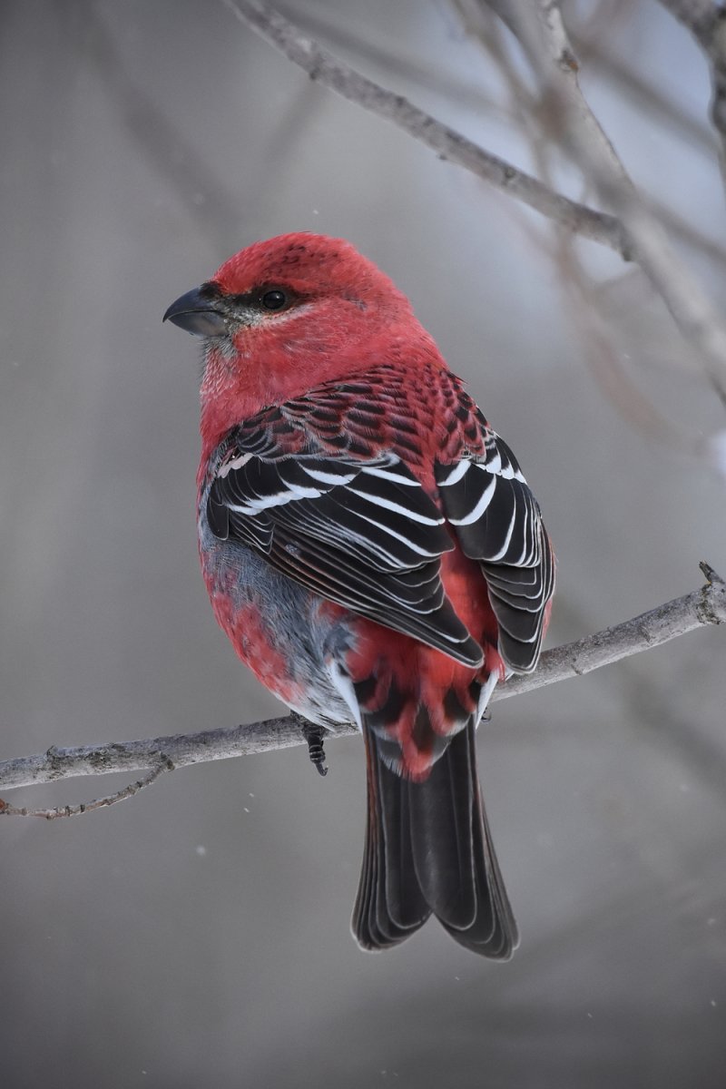 Красный Щур птица