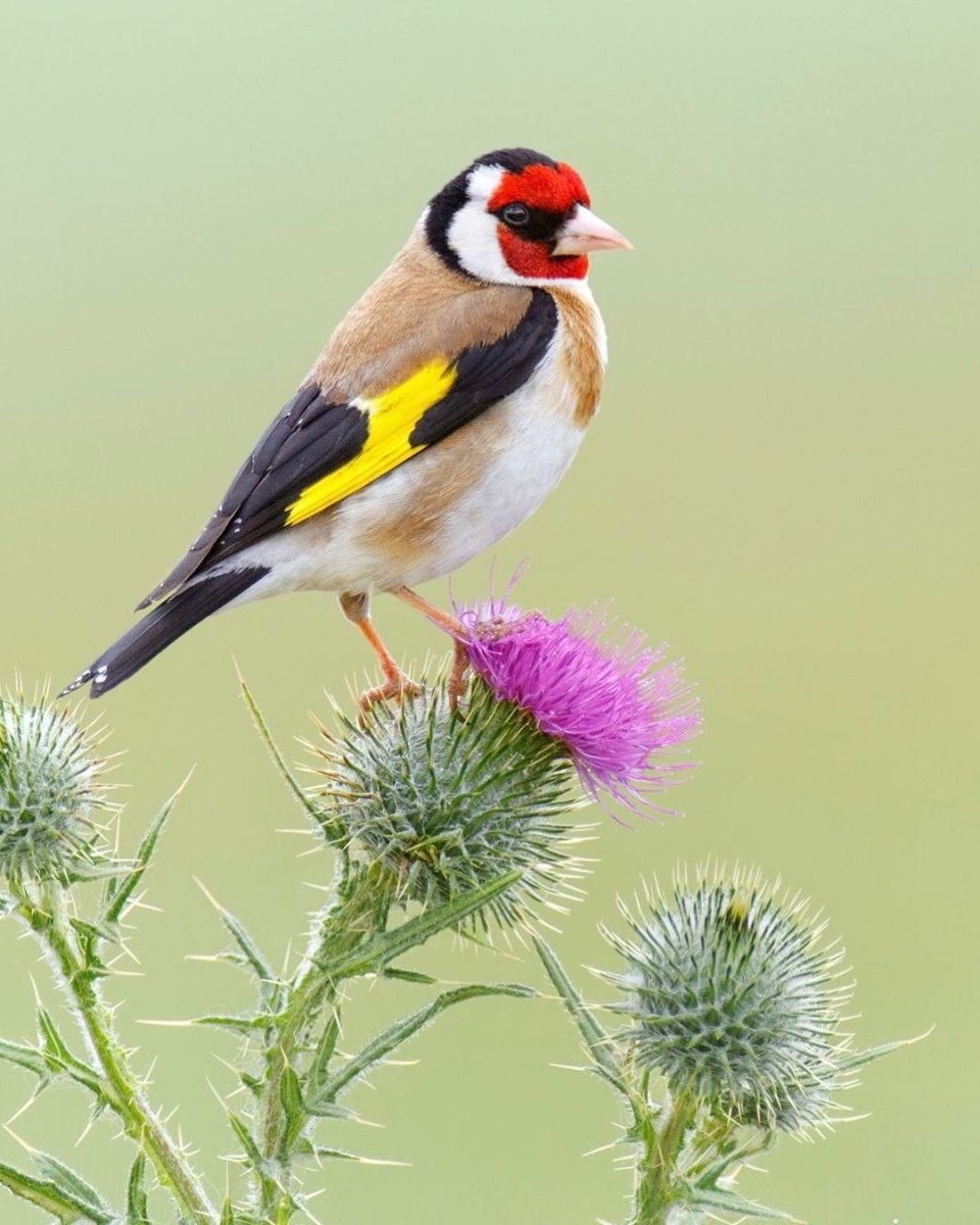 Щегол обыкновенный птица