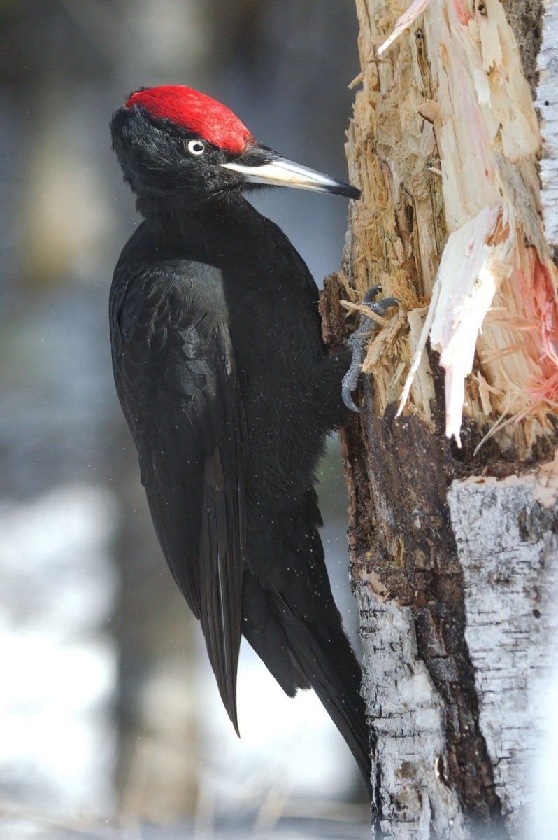 Большой черный дятел Желна