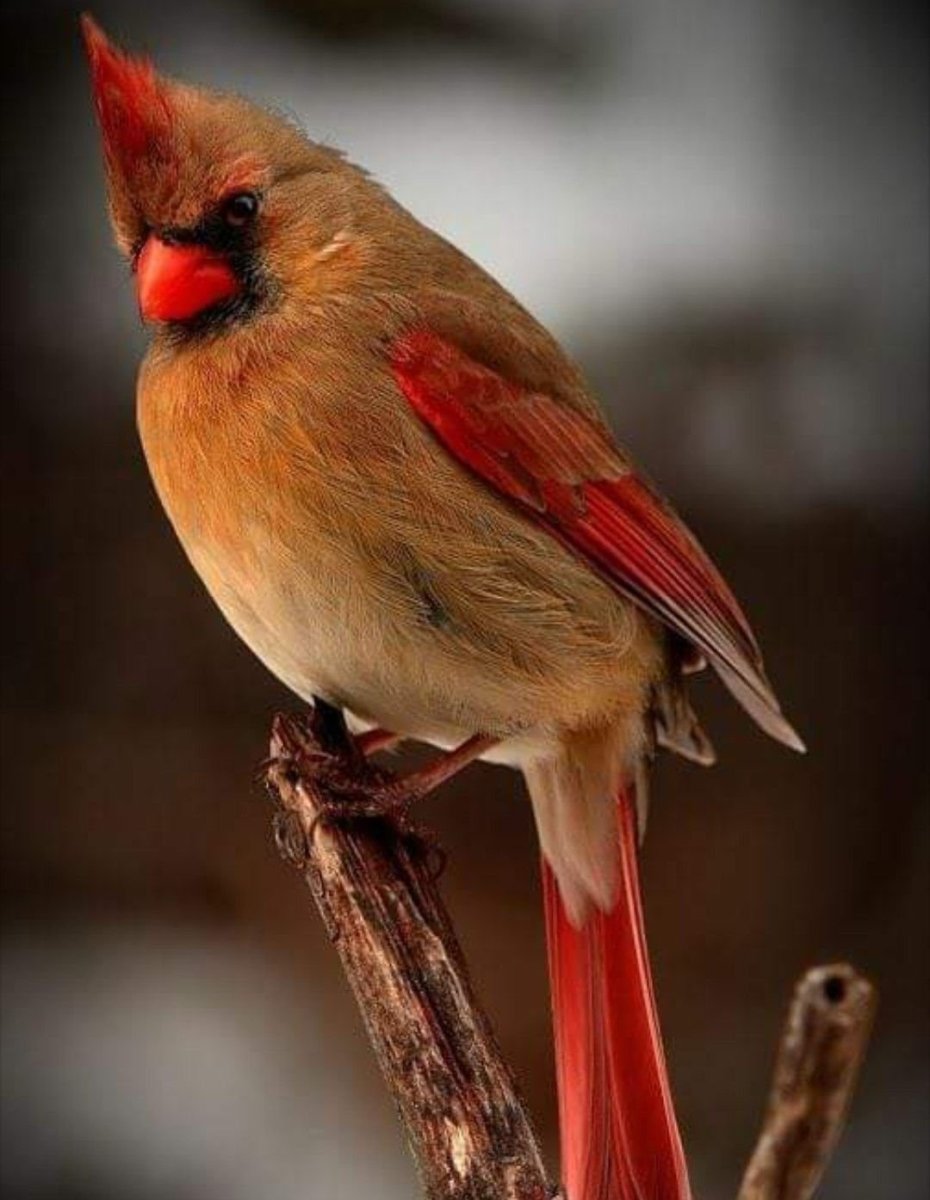 Зеленый Кардинал