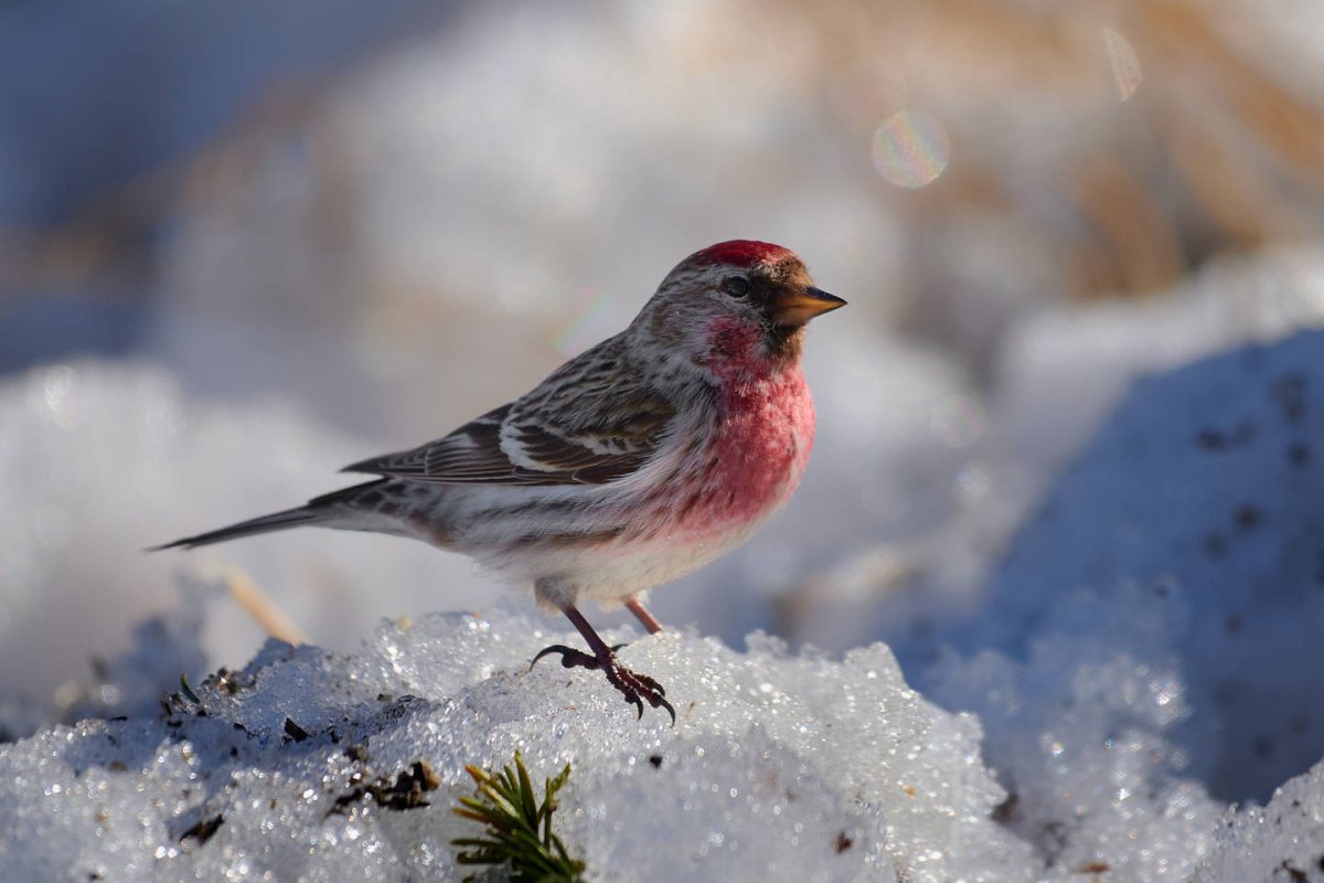 Птица с красной головой в сибири