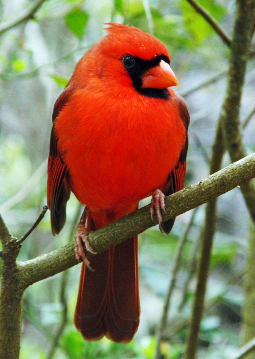 Алая танагра птица