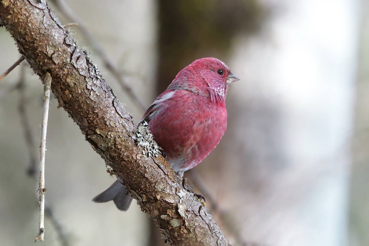 Красное тельце птичка Сибирь