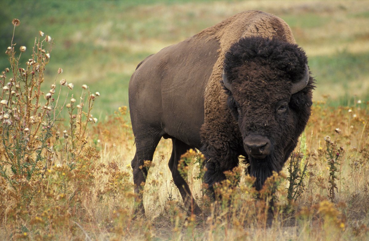 Buffalo vs Bison
