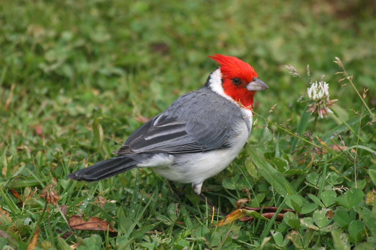 Красноголовый меланерпес