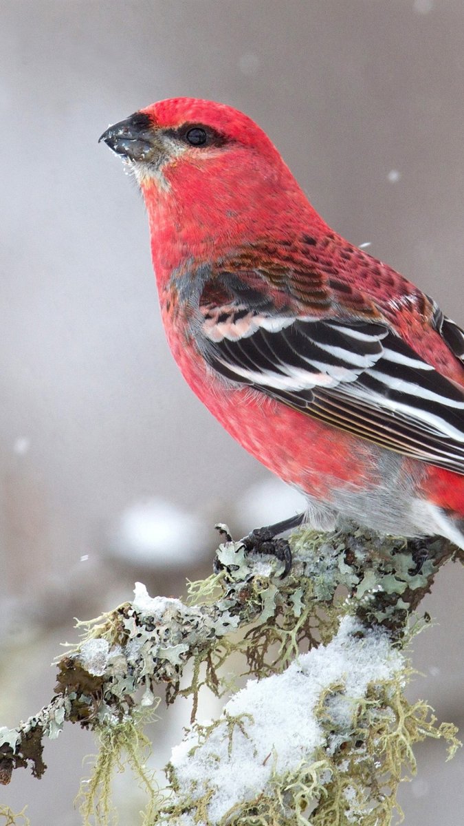 Обыкновенный Щур