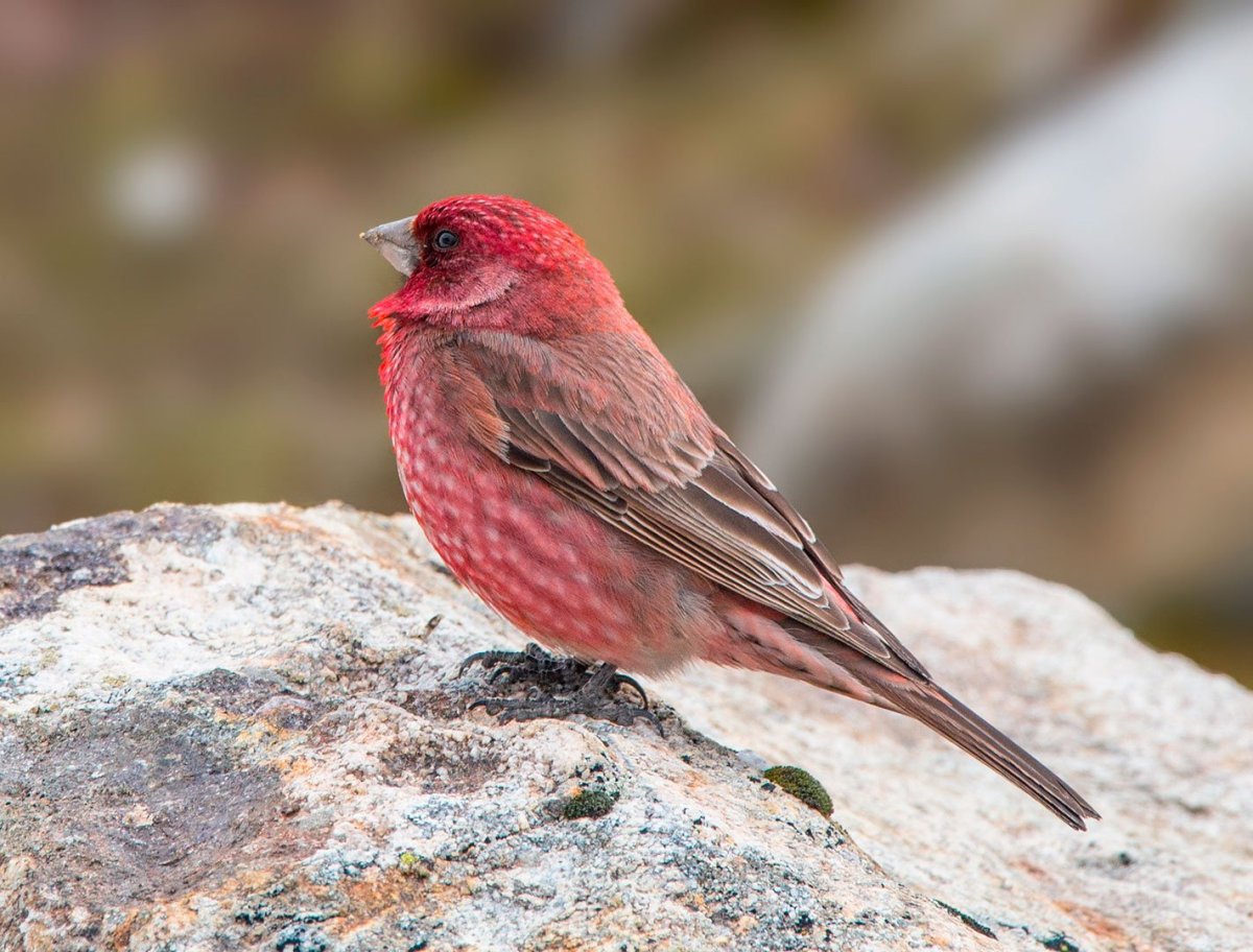 Чечевица Carpodacus erythrinus