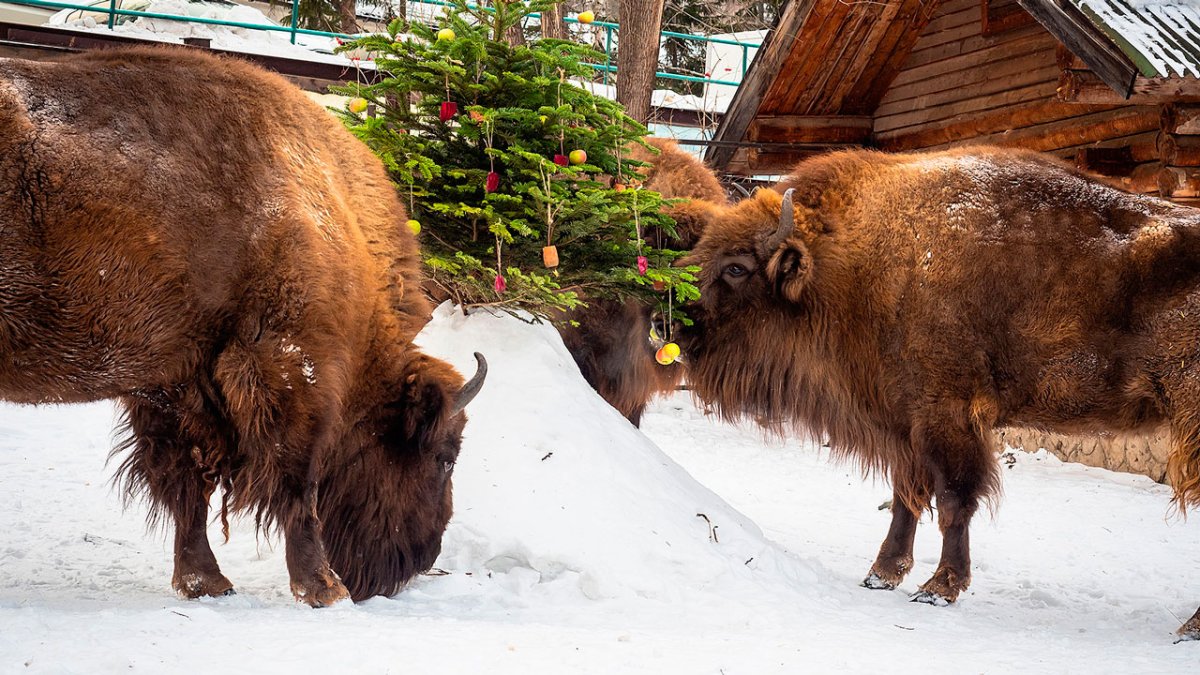Зубры в Роевом ручье Красноярск