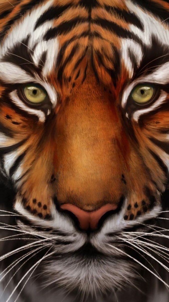 Тигр рисунок