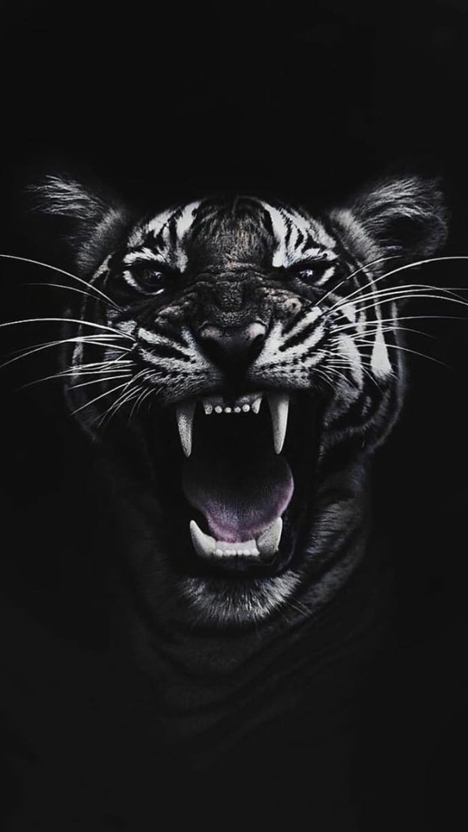Тигр на черном фоне