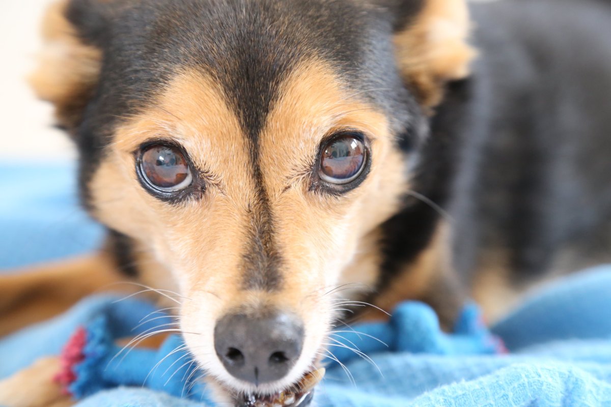 Собака с большими глазами