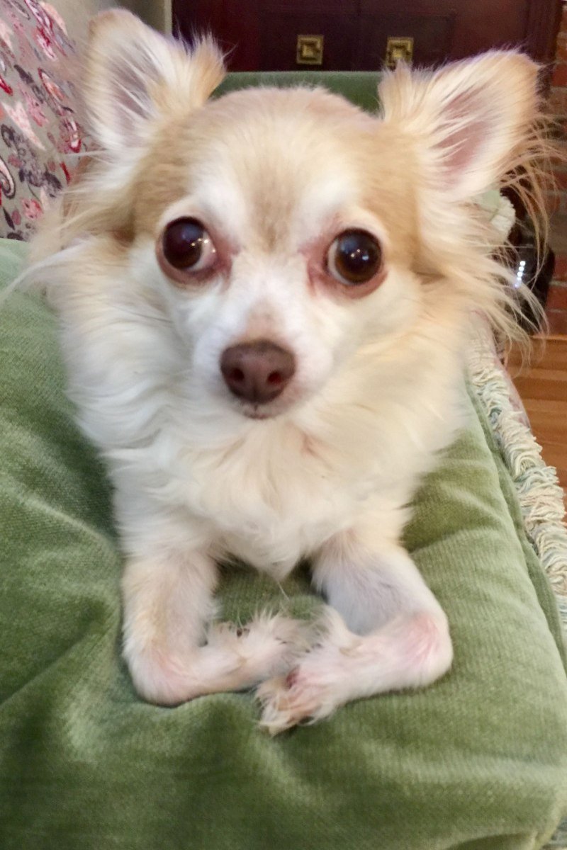 Чихуахуа Babyface