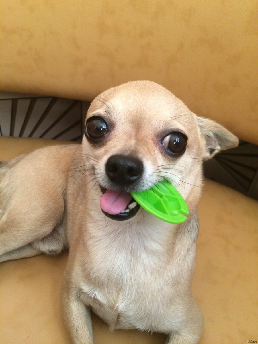 Чихуахуа мини пучеглазые