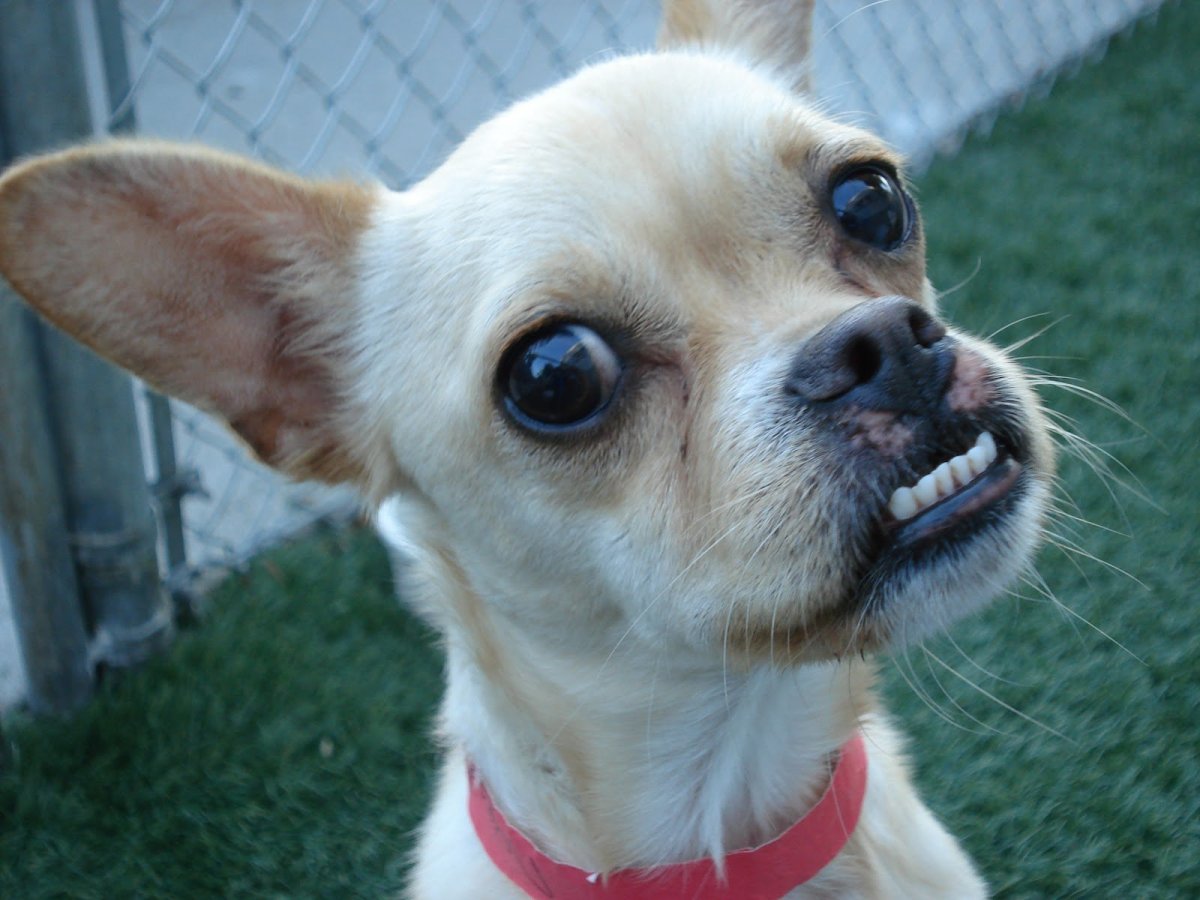 Чихуахуа Седрик