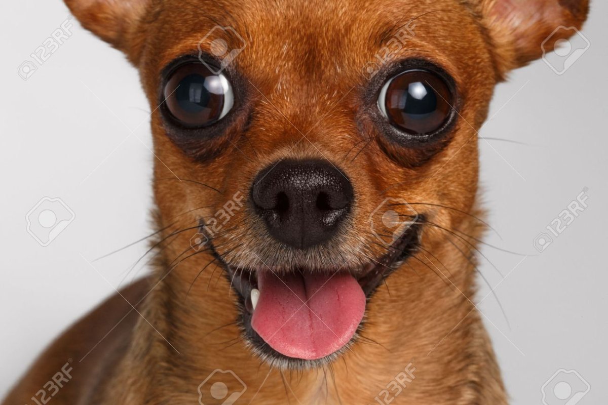 Собака с выпуклыми глазами