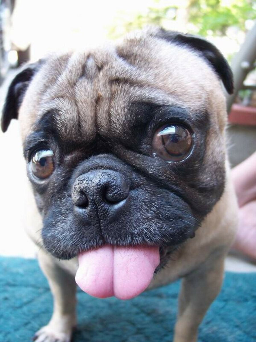 Косоглазый Мопс