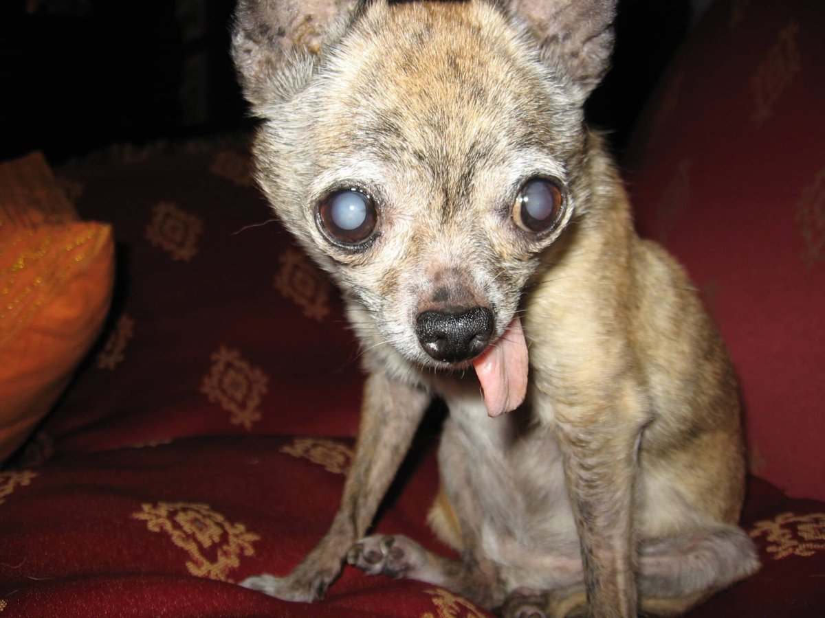 Чихуахуа с выпученными глазами