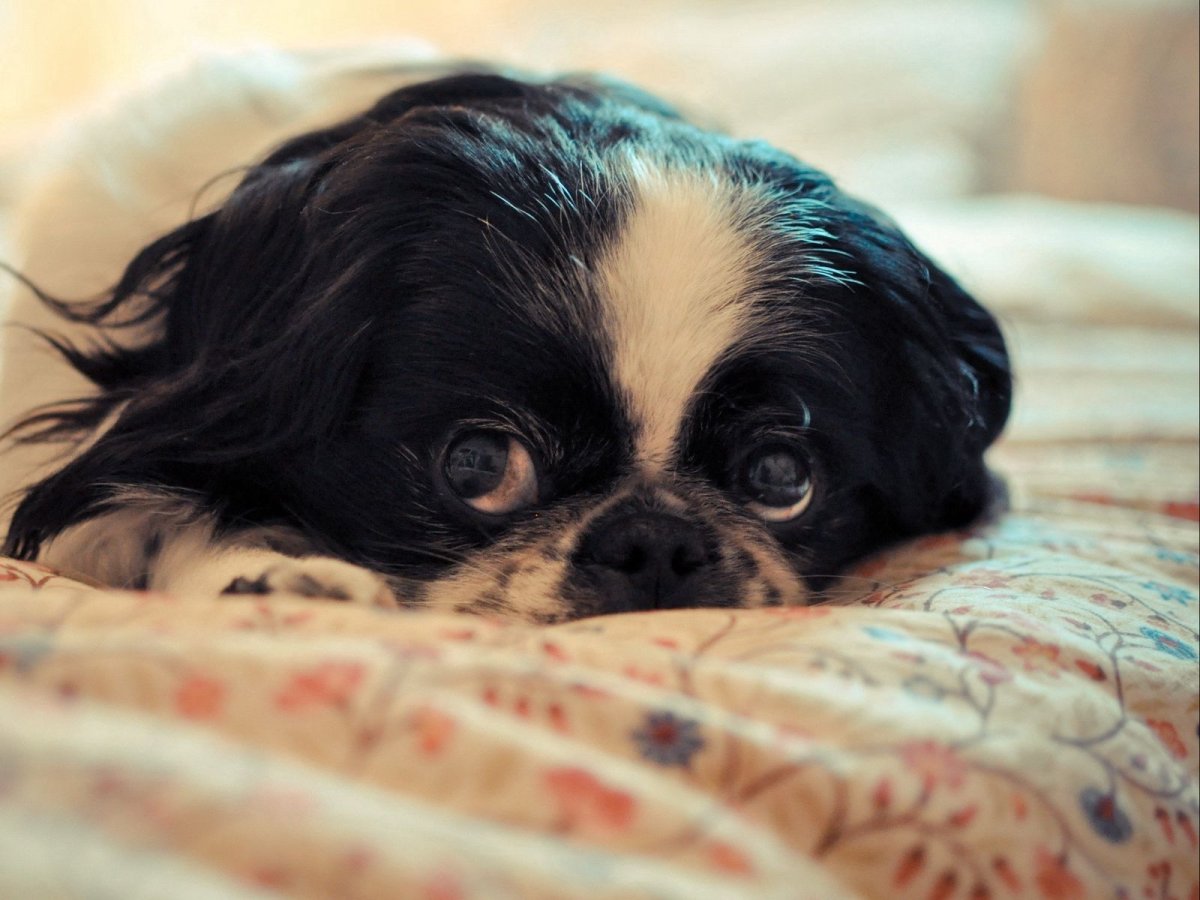 Маленькие собаки с большими глазами