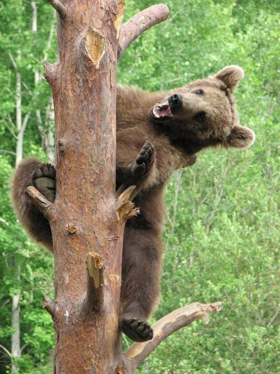 Бурый медведь