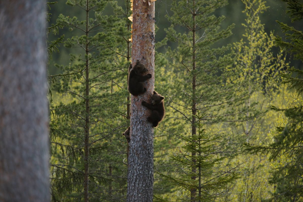 Медведь за деревом