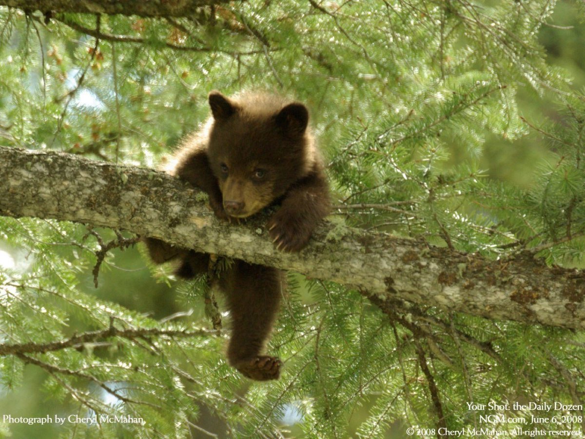 Медведь в лесу