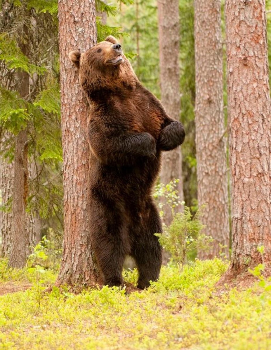 Медведь на дереве