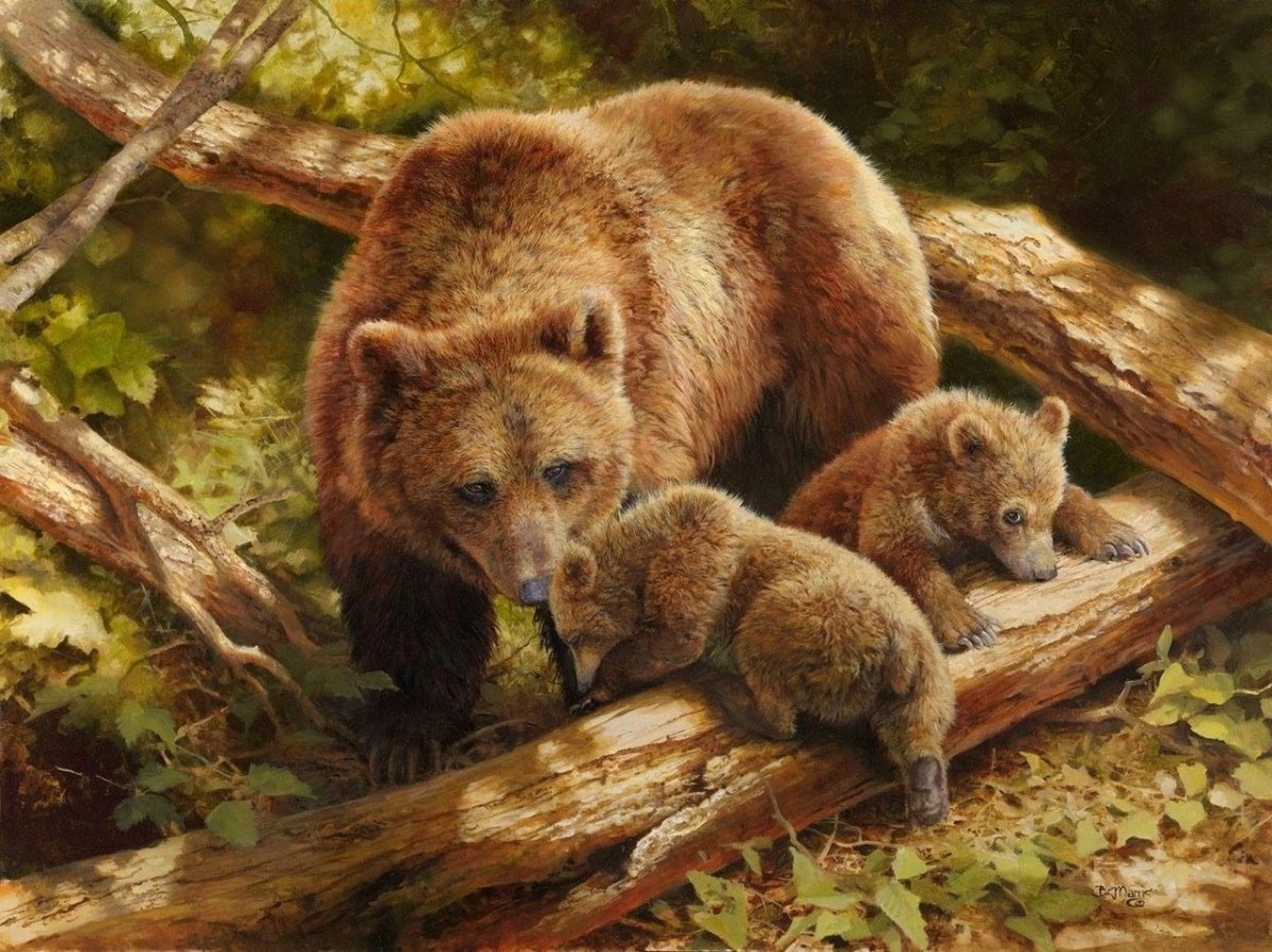 Художница: Bonnie Marris волки