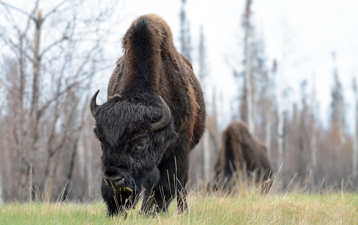 Бизон Буффало
