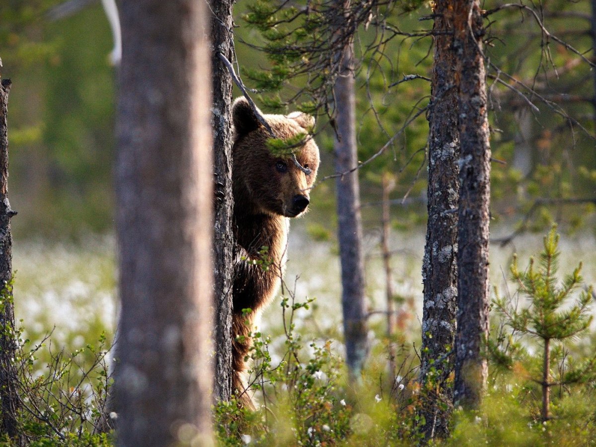 Мишка в лесу