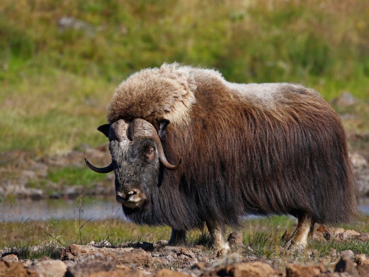 Овцебык на Таймыре