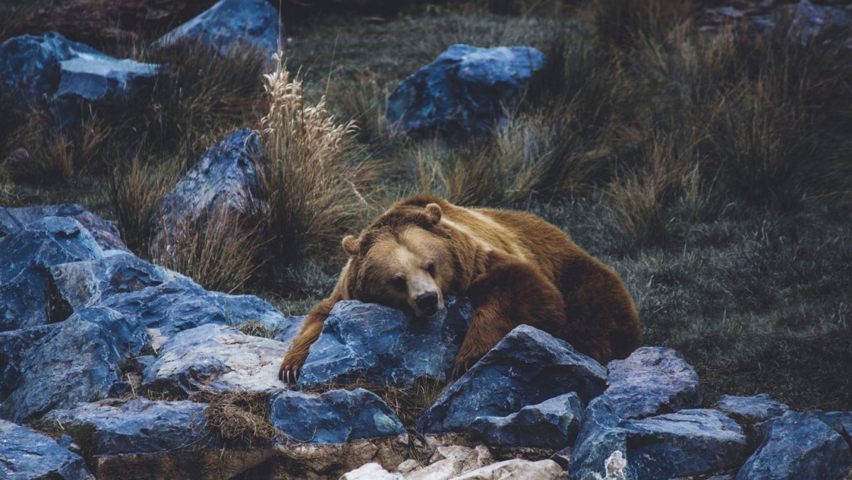 Медведь на рабочий стол