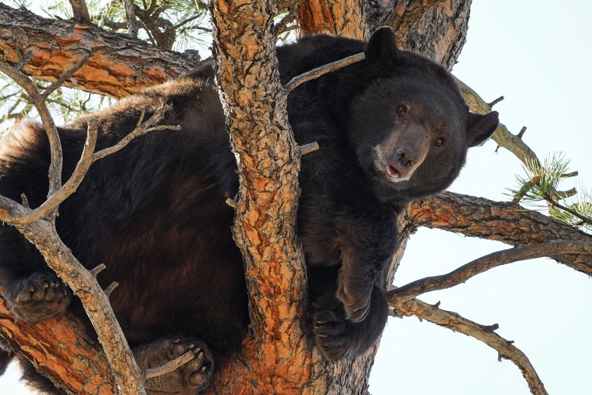 Гнездо гималайского медведя