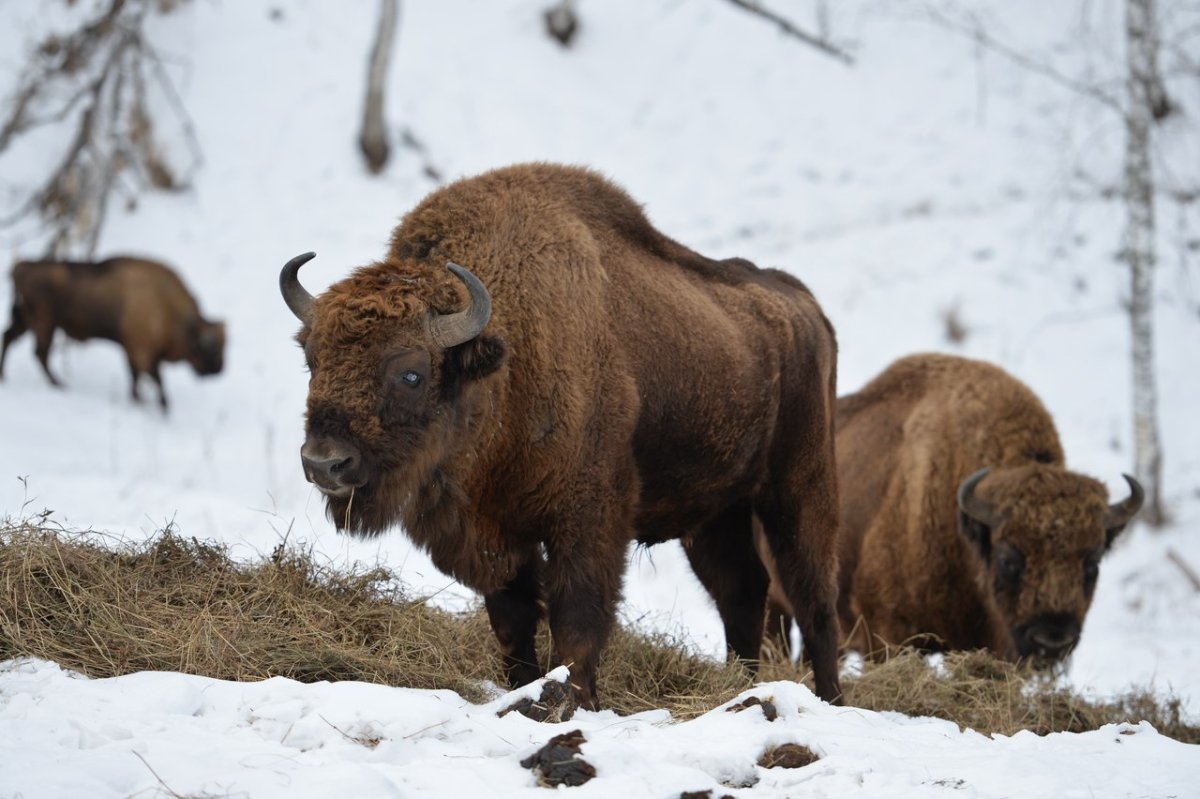 Горный ЗУБР Краснодарского края