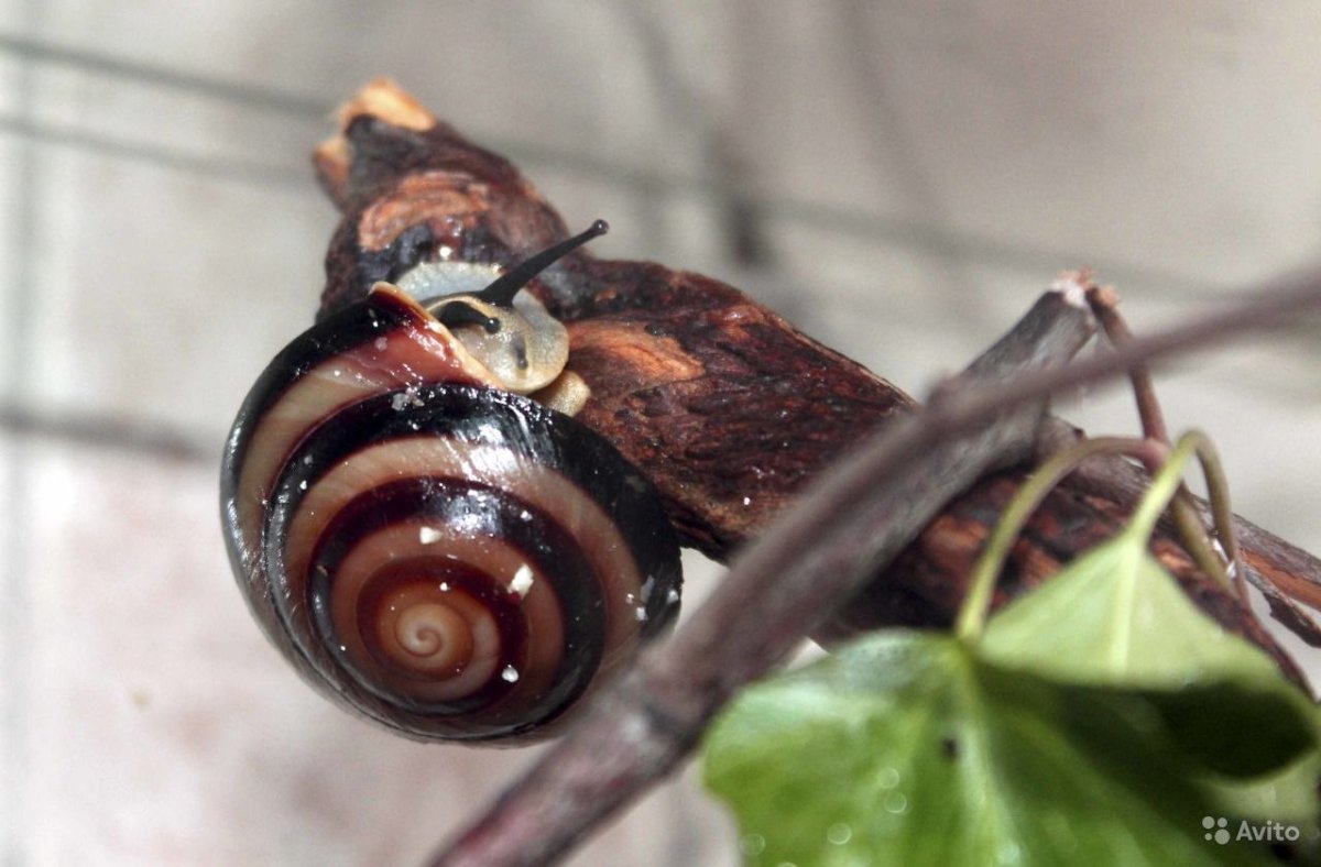 Древесная улитка Караколус